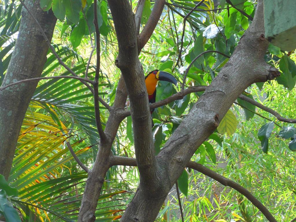 Rio Nature Hostel Rio de Janeiro Zimmer foto